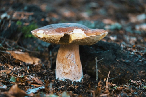 Vin et champignons : le mariage parfait pour l’automne (recette et astuces)