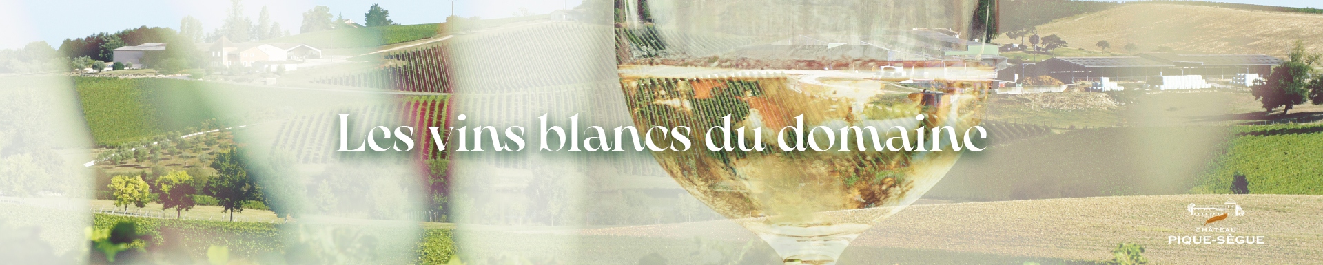 Les vins blancs du Château Pique-Sègue