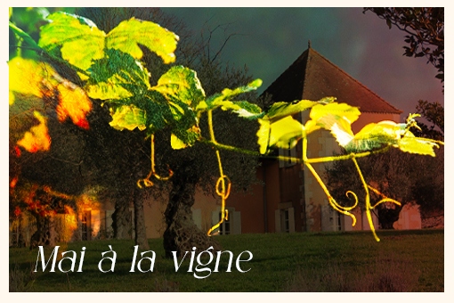 Mai à la vigne : Le réveil des sens au Château Pique-Sègue