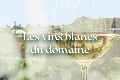 Les vins blancs du Château Pique-Sègue